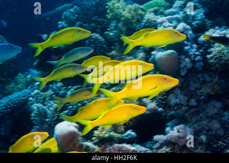 Yellowsaddle Rouge-barbet Parupeneus cyclostomus [chasse] plus de barrière de corail. L'Egypte, Mer Rouge. Banque D'Images