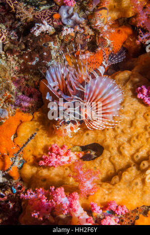 Dendrochirus zebra Zebra poissons lion [chasse]. L'île de Malapascua, Cebu, Philippines. Banque D'Images