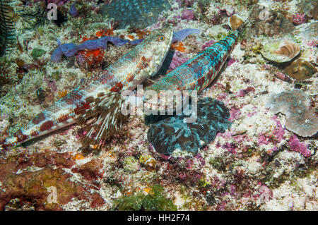 Reef lizardfish [Synodus variegatus]. L'île de Malapascua, Cebu, Philippines. Banque D'Images