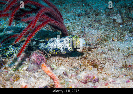 Snowflade la murène [Echidna nebulosa]. L'île de Malapascua, Cebu, Philippines. Banque D'Images