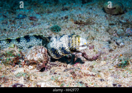 Snowflade la murène [Echidna nebulosa]. L'île de Malapascua, Cebu, Philippines. Banque D'Images