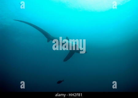 Requin [Alopias pelagicus] natation sur des fonds marins d'être nettoyés par des labres. Cebu, Philippines, Malaspascua. Banque D'Images