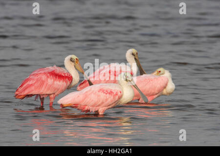 La Sterne de quatre spatules (Platalea ajaja) debout dans l'eau peu profonde, Ding Darling NWR, Florida, USA Banque D'Images