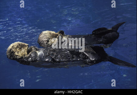 Loutre de mer (Enhydra lutris), Banque D'Images