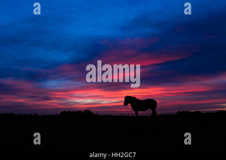 New Forest pony silhouette debout devant le coucher du soleil. Cheval sauvage en face de ciel impressionnant à Stoney Cross dans le parc national Banque D'Images