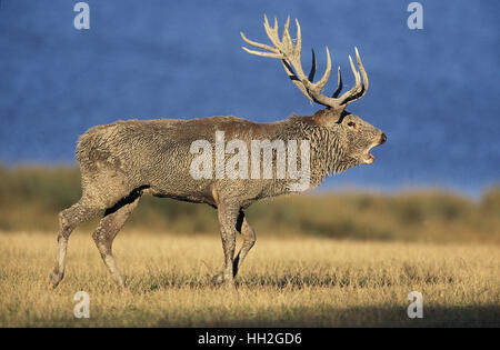 Red Deer, Cervus elaphus, Stag pendant la saison du rut rugissant Banque D'Images
