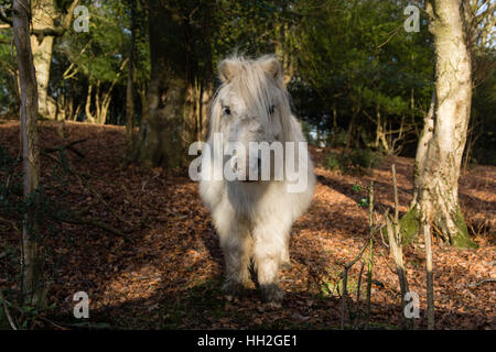 New Forest poney blanc en bois, sur la tête. Cheval sauvage en liberté dans le parc national au sud de l'Angleterre, Royaume-Uni Banque D'Images