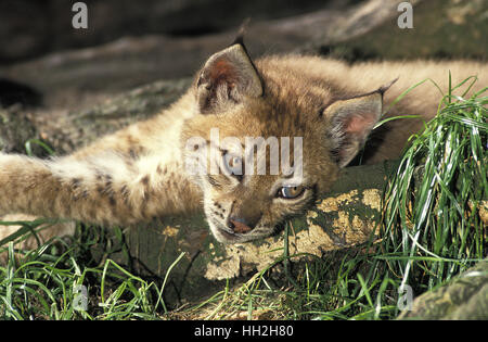 Felis lynx, Lynx, Cub Banque D'Images