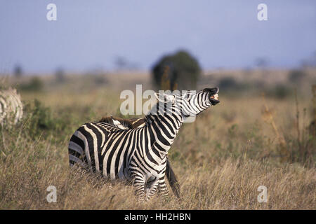 Le zèbre de Burchell, Equus burchelli, des profils de Flehmen, parc de Masai Mara au Kenya Banque D'Images