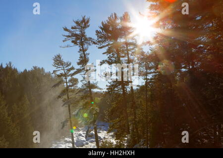 Forêt de Sun flare Banque D'Images