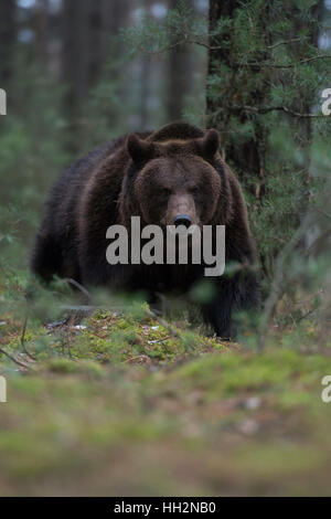 Ours brun européen Europaeischer / Braunbaer ( Ursus arctos ) briser dans le sous-bois d'une forêt, rencontre dangereuse. Banque D'Images