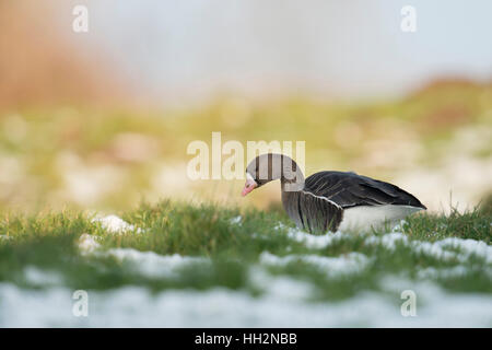 De l'Oie naine (Anser albifrons), invité d'hiver de l'Arctique, seul oiseau, qui se nourrit d'une prairie couverte de neige, de la faune, de l'Allemagne. Banque D'Images