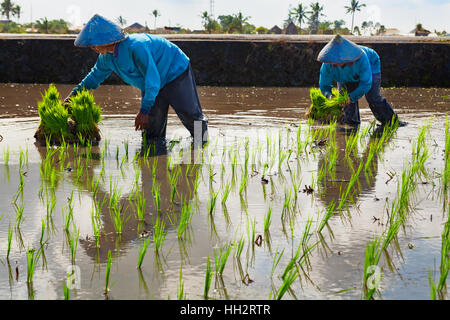 Les hommes en chapeau de paille balinais travaillant dur sur terrasse swamp terrain. Agriculteur planter des semis vert. La culture de céréales. Banque D'Images