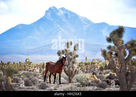 Cold Creek, Nevada, USA. Août 28, 2015. Un étalon ressemble sur près de la petite communauté de Cold Creek, Nevada. Les autorités fédérales ont annoncé des plans pour atteindre jusqu'à 200 chevaux sauvages avec une situation d'urgence se rassembler dans les Spring Mountains Nation Recreation Area, à environ 50 milles au nord-ouest de Las Vegas. Crédit : David Becker/ZUMA/Alamy Fil Live News Banque D'Images
