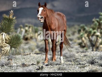 Cold Creek, Nevada, USA. Août 28, 2015. Un cheval sauvage semble être le bâillement comme il broute près de la petite communauté de Cold Creek, Nevada. Les autorités fédérales ont annoncé des plans pour atteindre jusqu'à 200 chevaux sauvages avec une situation d'urgence se rassembler dans les Spring Mountains Nation Recreation Area, à environ 50 milles au nord-ouest de Las Vegas. Crédit : David Becker/ZUMA/Alamy Fil Live News Banque D'Images
