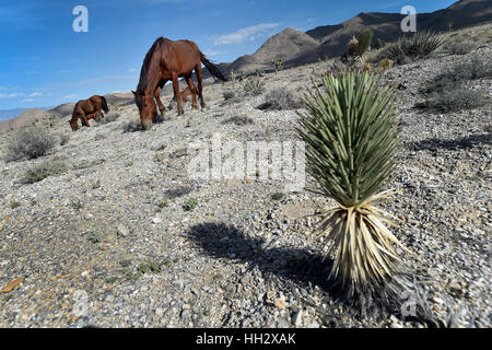 Cold Creek, Nevada, USA. Août 28, 2015. Chevaux sauvages paissent dans le désert de Sonora, à côté de la petite communauté de Cold Creek, Nevada. Les autorités fédérales ont annoncé des plans pour atteindre jusqu'à 200 chevaux sauvages avec une situation d'urgence se rassembler dans les Spring Mountains Nation Recreation Area, à environ 50 milles au nord-ouest de Las Vegas. Crédit : David Becker/ZUMA/Alamy Fil Live News Banque D'Images
