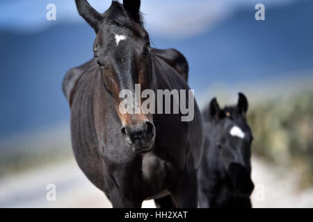 Cold Creek, Nevada, USA. Août 28, 2015. Une jument et son poulain à pied le long de la route près de la petite communauté de Cold Creek, Nevada. Les autorités fédérales ont annoncé des plans pour atteindre jusqu'à 200 chevaux sauvages avec une situation d'urgence se rassembler dans les Spring Mountains Nation Recreation Area, à environ 50 milles au nord-ouest de Las Vegas. Crédit : David Becker/ZUMA/Alamy Fil Live News Banque D'Images