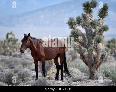 Cold Creek, Nevada, USA. Août 28, 2015. Un cheval sauvage ressemble sur près de la petite communauté de Cold Creek, Nevada. Les autorités fédérales ont annoncé des plans pour atteindre jusqu'à 200 chevaux sauvages avec une situation d'urgence se rassembler dans les Spring Mountains Nation Recreation Area, à environ 50 milles au nord-ouest de Las Vegas. Crédit : David Becker/ZUMA/Alamy Fil Live News Banque D'Images