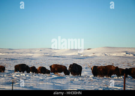 Dakota du Nord, USA. 15 Jan, 2017. Buffalo sont considérés terres d'itinérance le long de la route 6 à l'extérieur de Solen, North Dakota. Crédit : Joel Angel Juarez/ZUMA/Alamy Fil Live News Banque D'Images