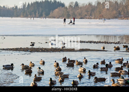 Burnaby, Canada. 15 Jan, 2017. Beaucoup de gens peut être vu du patin à glace sur un dimanche après-midi sur la surface gelée du lac Deer à Burnaby. Le Grand Vancouver a connu six semaines de météo sous zéro, la plus longue durée de temps glacial depuis l'hiver 2008-2009. Les températures glaciales admis pour le patinage sur glace sur de nombreux lacs urbains locaux. Crédit : Maria Janicki/Alamy Banque D'Images