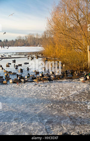 Burnaby, Canada. 15 Jan, 2017. Les canards colverts se rassembler dans une petite surface de l'eau sur le lac Deer congelé surtout à Burnaby, C.-B.). Le Grand Vancouver a connu une période de six semaines de subzero, météo la plus longue durée de temps glacial depuis l'hiver 2008-2009. Les températures glaciales exceptionnellement admis pour le patinage sur glace sur de nombreux lacs urbains locaux. Crédit : Maria Janicki/Alamy Live News Banque D'Images