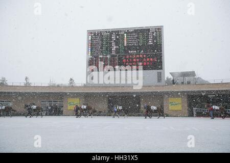 Aichi, Japon. 14 Jan, 2017. Vue générale, les courses de chevaux : Les chevaux sont dirigées dans le paddock dans la neige avant le 3R Chukyo à Chukyo Racecourse à Aichi, Japon . Credit : Eiichi Yamane/AFLO/Alamy Live News Banque D'Images