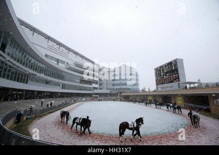 Aichi, Japon. 14 Jan, 2017. Vue générale, les courses de chevaux : Les chevaux sont dirigées dans le paddock dans la neige avant le 3R Chukyo à Chukyo Racecourse à Aichi, Japon . Credit : Eiichi Yamane/AFLO/Alamy Live News Banque D'Images