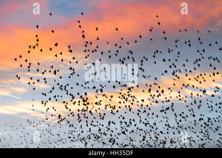 Blackpool, Lancashire. 13 Jan 2017. La dernière valse avant le coucher pour les milliers d'étourneaux se percher dans Blackpools Victorian North Pier. Ces oiseaux étonnants mis sur un vol superbe affichage à l'un des seuls une poignée de leurs sites préférés dans tout le Royaume-Uni. Credit : Mediaworld Images/Alamy Live News Banque D'Images