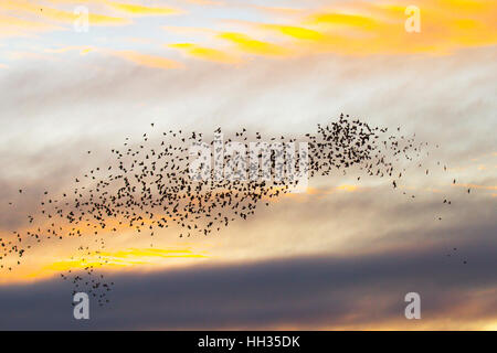 Blackpool, Lancashire. 13 Jan 2017. La dernière valse avant le coucher pour les milliers d'étourneaux se percher dans Blackpools Victorian North Pier. Ces oiseaux étonnants mis sur un vol superbe affichage à l'un des seuls une poignée de leurs sites préférés dans tout le Royaume-Uni. Credit : Mediaworld Images/Alamy Live News Banque D'Images