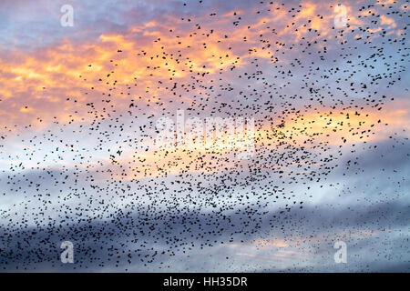 Blackpool, Lancashire. 13 Jan 2017. La dernière valse avant le coucher pour les milliers d'étourneaux se percher dans Blackpools Victorian North Pier. Ces oiseaux étonnants mis sur un vol superbe affichage à l'un des seuls une poignée de leurs sites préférés dans tout le Royaume-Uni. Credit : Mediaworld Images/Alamy Live News Banque D'Images