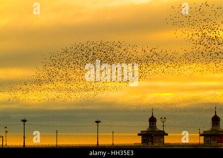 Blackpool, Lancashire. 13 Jan 2017. La dernière valse avant le coucher pour les milliers d'étourneaux se percher dans Blackpools Victorian North Pier. Ces oiseaux étonnants mis sur un vol superbe affichage à l'un des seuls une poignée de leurs sites préférés dans tout le Royaume-Uni. Credit : Mediaworld Images/Alamy Live News Banque D'Images