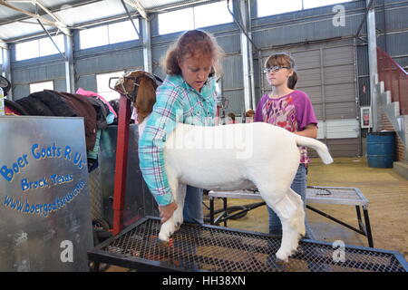 Ft. Worth, Texas, USA. 16 janvier, 2017. Sariah Ellestad montres sur comme sa mère Lisa prépare ses Super chèvre pour Poupée montrant. Credit : Hum Images/Alamy Live News Banque D'Images