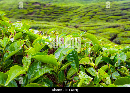 Close up of tea bush feuilles, Cameron highands, Malaisie Banque D'Images