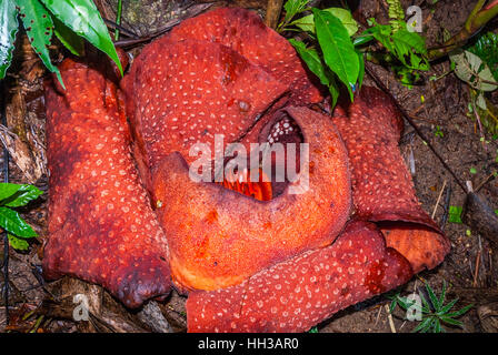 Rafflesia, plus grand monde en fleurs fleurs, Cameron Highlands, Malaisie Banque D'Images