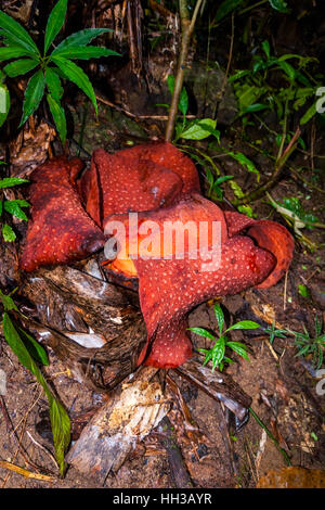 Rafflesia, plus grand monde en fleurs fleurs, Cameron Highlands, Malaisie Banque D'Images