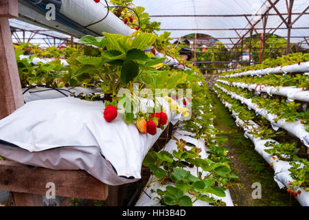 De plus en plus les fraises en lignes des émissions de farm Banque D'Images