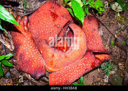 Rafflesia, plus grand monde en fleurs fleurs, Cameron Highlands, Malaisie Banque D'Images