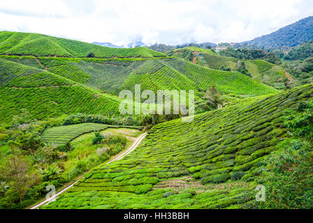 Route dans les plantations de thé en Cameron Highlands, Malaisie Banque D'Images