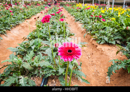 Gerber daisy fleurs en serre intérieure farm Banque D'Images