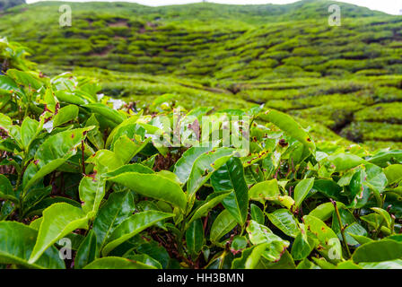 Scenic de plantations de thé en Cameron Highlands, Malaisie Banque D'Images