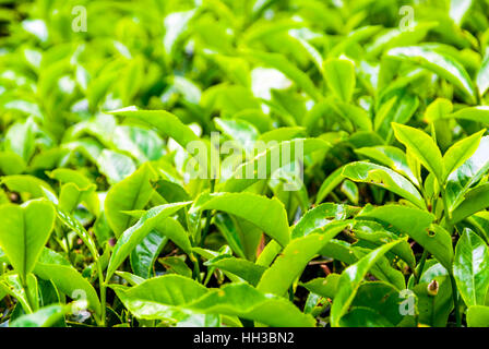 Close up of tea bush feuilles, Cameron highands, Malaisie Banque D'Images