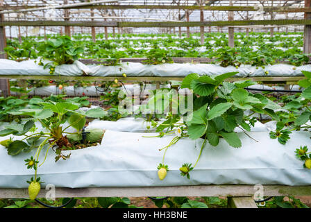 De plus en plus les fraises en lignes des émissions de ferme, Cameron Highlands, Malaisie Banque D'Images