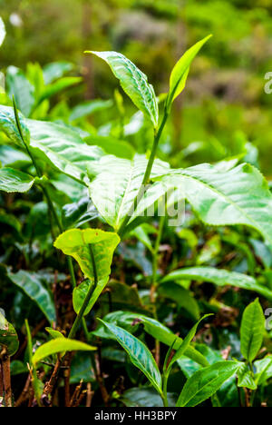 Close up of tea bush feuilles, Cameron highands, Malaisie Banque D'Images