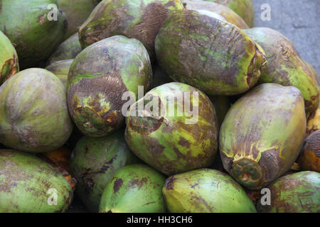 Tas de coco mûre vert naturel prêt à manger et boire, Cartagena, Colombie. Banque D'Images