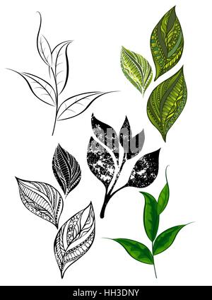 Série de dessin, silhouette, vert et thé noir feuilles et tiges. Éléments de conception. Des modèles. Plateau design. Faites à la main. Esquisse Illustration de Vecteur