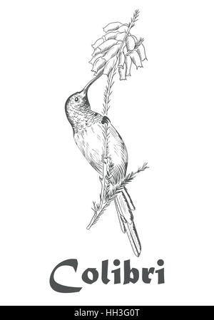 Main Colibli croquis, Hummingbird et livre de coloriage de fleur pour les adultes vector illustration isolé sur blanc avec texte Illustration de Vecteur