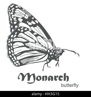 Le papillon Monarque Danaus plexippus vector illustration isolé sur blanc. Croquis dessinés à la main, avec texte Vue de côté Illustration de Vecteur