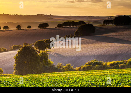 Coucher de soleil sur la North Wessex Downs dans le Wiltshire. Banque D'Images