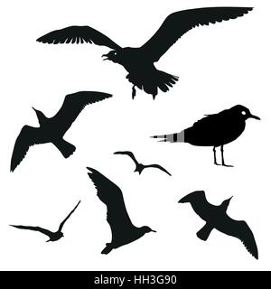 Vector set - seagull silhouette sur fond blanc. Les goélands dans différentes positions isolé sur blanc. Illustration de Vecteur