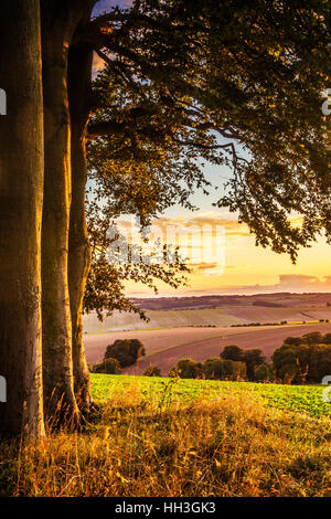 Coucher de soleil sur la North Wessex Downs dans le Wiltshire. Banque D'Images